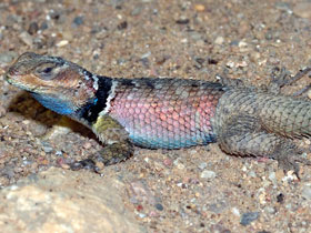 Смотреть фото Голубая колючая игуана Фото Голубая колючая игуана