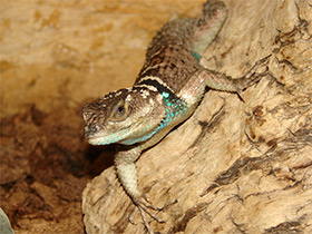 Смотреть фото Голубая колючая игуана Фото Голубая колючая игуана