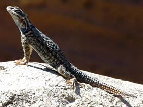 Смотреть фото Колючая игуана Фото Колючая игуана