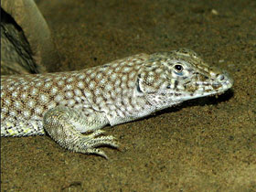 Смотреть фото Сетчатая ящурка Фото Сетчатая ящурка