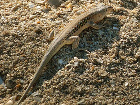 Смотреть фото Быстрая ящурка Фото Быстрая ящурка