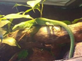 Фото Гастрофолис