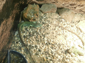 Смотреть фото Жемчужная ящерица Фото Жемчужная ящерица