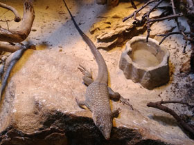 Смотреть фото Аравийская ящерица Фото Аравийская ящерица