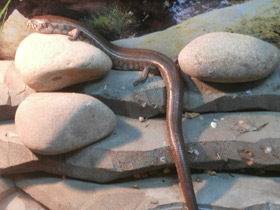 Смотреть фото Сетчатый амфиглоссус Фото Сетчатый амфиглоссус