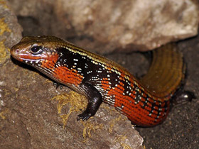 Фото Огненный сцинк