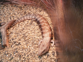 Смотреть фото Синеязыкий сцинк Фото Синеязыкий сцинк