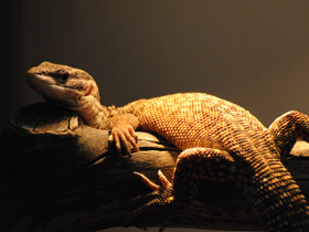 Смотреть фото Кольцехвостый варан Фото Кольцехвостый варан