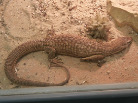 Смотреть фото Кольцехвостый варан Фото Кольцехвостый варан