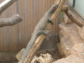 Смотреть фото Синехвостый варан Фото Синехвостый варан