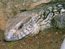 Смотреть фото Степной варан Фото Степной варан