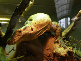 Смотреть фото Самый длинный язык у животных Фото Самый длинный язык у животных