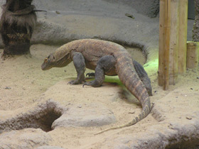 Смотреть фото Комодский варан Фото Комодский варан