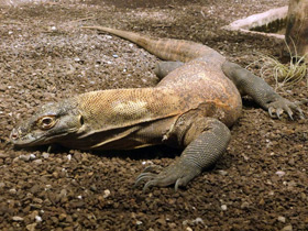 Смотреть фото Комодский варан Фото Комодский варан