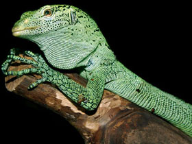 Фото Биакский варан