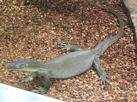 Смотреть фото Варан Мертенса Фото Варан Мертенса