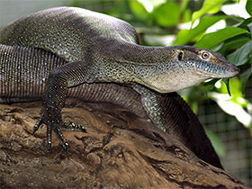 Смотреть фото Варан Мертенса Фото Варан Мертенса