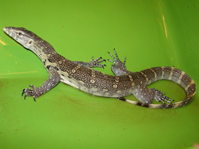 Фото Нильский варан