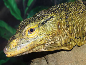 Фото Варан Грея