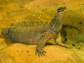 Фото Аргусов варан