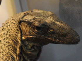 Смотреть фото Чёрный древесный варан Фото Чёрный древесный варан