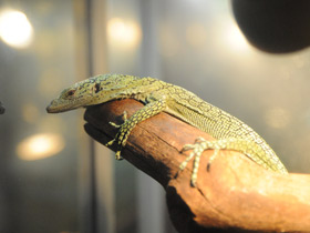 Смотреть фото Изумрудный варан Фото Изумрудный варан