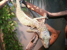 Смотреть фото Изумрудный варан Фото Изумрудный варан