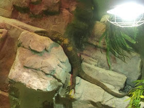 Фото Южно-азиатский варан