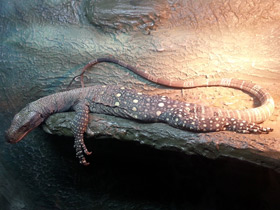 Фото Крокодиловый варан