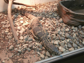 Смотреть фото Водный полосатый варан Фото Водный полосатый варан