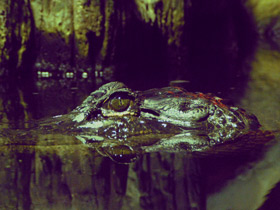 Смотреть фото Миссисипский аллигатор Фото Миссисипский аллигатор