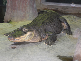 Смотреть фото Миссисипский аллигатор Фото Миссисипский аллигатор