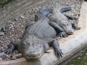 Смотреть фото Миссисипский аллигатор Фото Миссисипский аллигатор