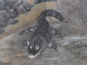 Смотреть фото Китайский аллигатор Фото Китайский аллигатор