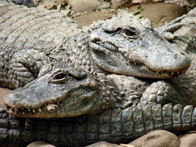 Смотреть фото Китайский аллигатор Фото Китайский аллигатор