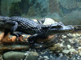 Смотреть фото Крокодиловый кайман Фото Крокодиловый кайман