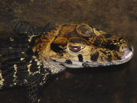 Смотреть фото Чёрный кайман Фото Чёрный кайман