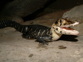 Смотреть фото Чёрный кайман Фото Чёрный кайман