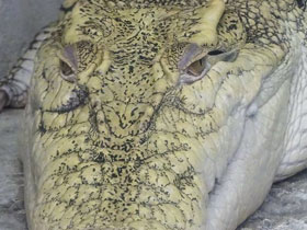 Смотреть фото Сиамский крокодил Фото Сиамский крокодил