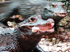 Смотреть фото Тупорылый крокодил Фото Тупорылый крокодил