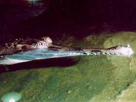 Смотреть фото Гавиаловый крокодил Фото Гавиаловый крокодил