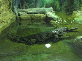 Смотреть фото Гавиаловый крокодил Фото Гавиаловый крокодил