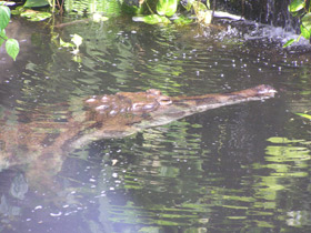 Смотреть фото Гавиаловый крокодил Фото Гавиаловый крокодил