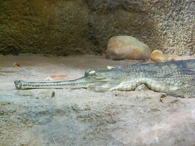 Смотреть фото Гавиал Фото Гавиал