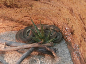 Смотреть фото Aфриканский яйцеед Фото Aфриканский яйцеед