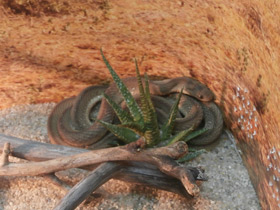 Смотреть фото Aфриканский яйцеед Фото Aфриканский яйцеед