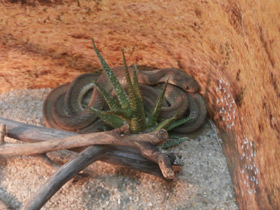 Смотреть фото Aфриканский яйцеед Фото Aфриканский яйцеед