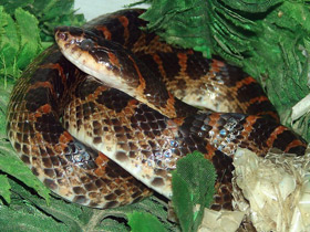 Зеленый питон Зеленый питон