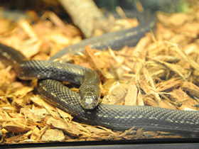 Фото Узорчатый полоз