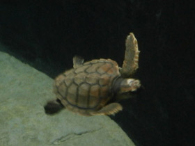 Смотреть фото Логгерхед Фото Логгерхед